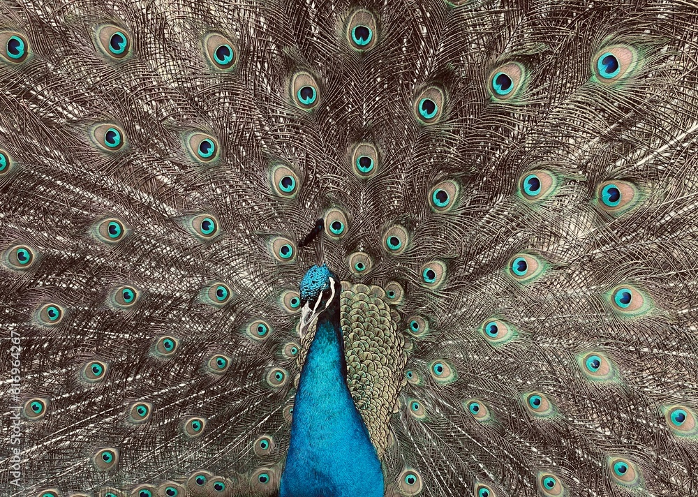 Obraz premium Pfau, Vogel, Gefieder, Pfauenfeder