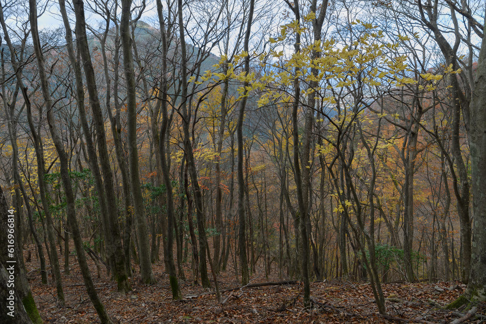 Fototapeta premium 秋の奥武蔵