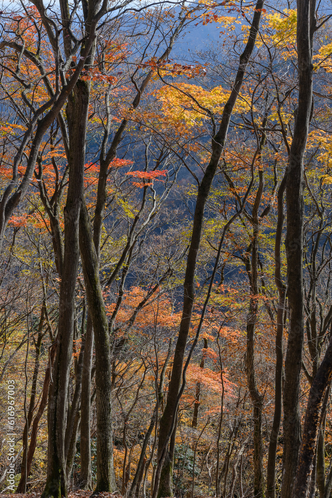 Naklejka premium 秋の奥武蔵