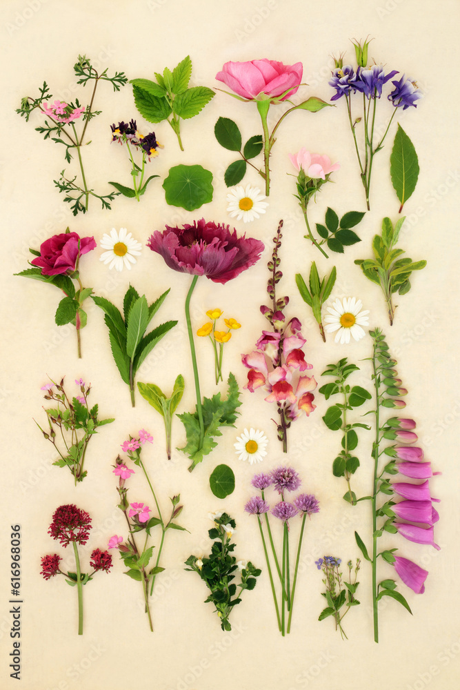 European summer flowers and herbs used in alternative natural herbal medicine. Floral arrangement on hemp paper background. Large Collection.