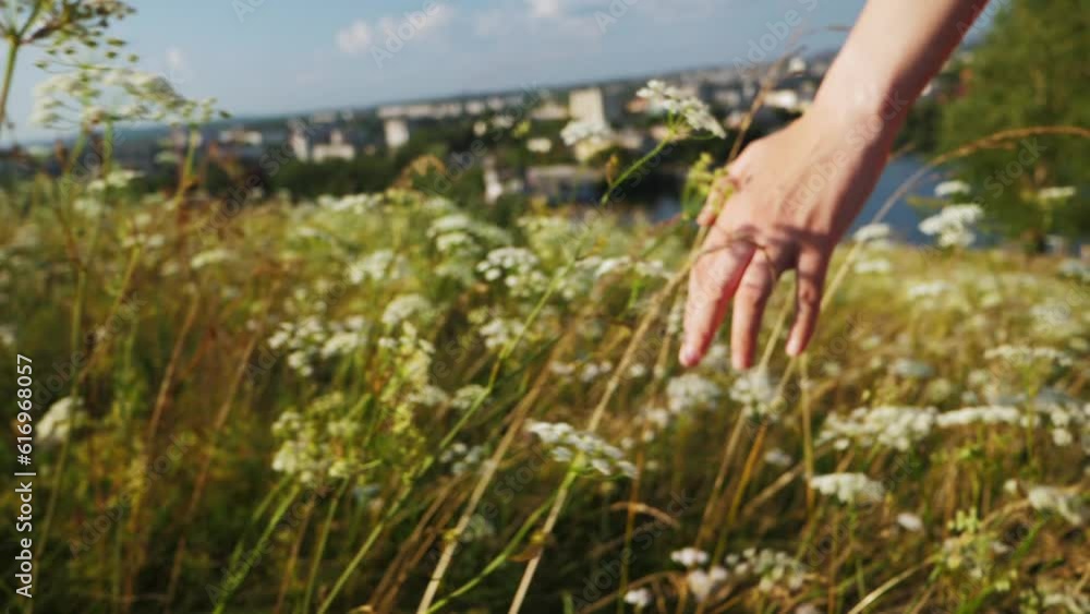 slow motion of female hand touching blooming white yarrow in wild meadow, woman walks through the herbs in field to the suburbs, soft selective focus. slow motion of female hand touching blooming white yarrow in wild meadow, woman walks through the herbs in field to the suburbs, soft selective focus.