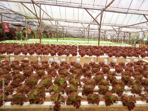 Hydroponic vegetable farm at Cameron Highland, Malaysia. photo