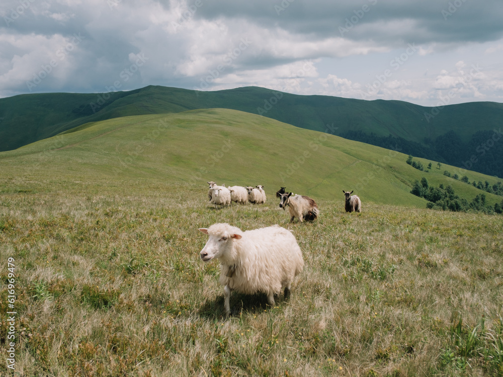 Fototapeta premium Sheep Herding in the Mountains to the Stable