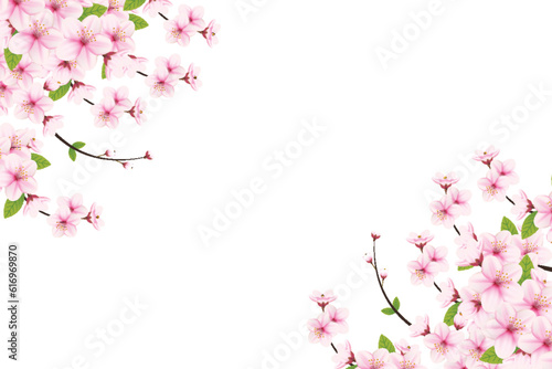 Cherry blossom background with sakura flower. Watercolor cherry blossom vector.Cherry blossom flower blooming vector. Pink Sakura flower background. Sakura on white background