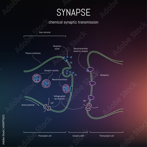 Synaptic cleft structure. Axons, dendrites synaptic terminals and neurotransmitters. Neuroscience infographic on space background. Neurobiology scientific medical vector illustration.