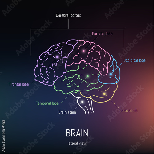 Minimal neuroscience infographic on gradient. Human brain lobes and functions illustration. Brain anatomy structure sections. Futuristic neurobiology scientific medical vector. photo