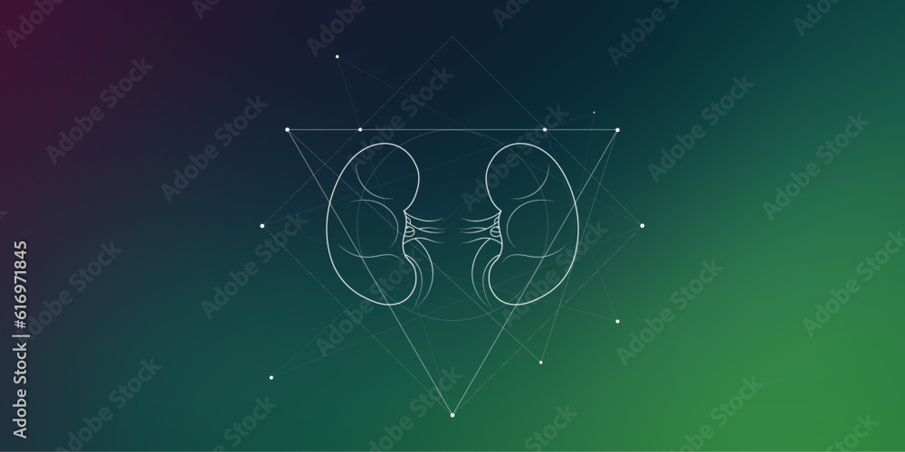 Minimal kidneys and renal system illustration on gradient. Human kidney ...