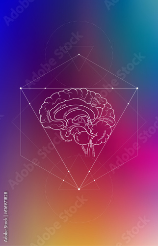 Minimal neuroscience infographic on gradient. Human brain lobes and functions illustration. Brain anatomy structure sections. Futuristic neurobiology scientific medical vector.