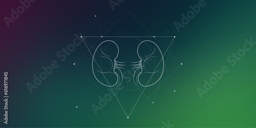 Minimal kidneys and renal system illustration on gradient. Human kidney anatomy. Futuristic medical scientific vector clipart.