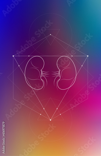 Minimal kidneys and renal system illustration on gradient. Human kidney anatomy. Futuristic medical scientific vector clipart.