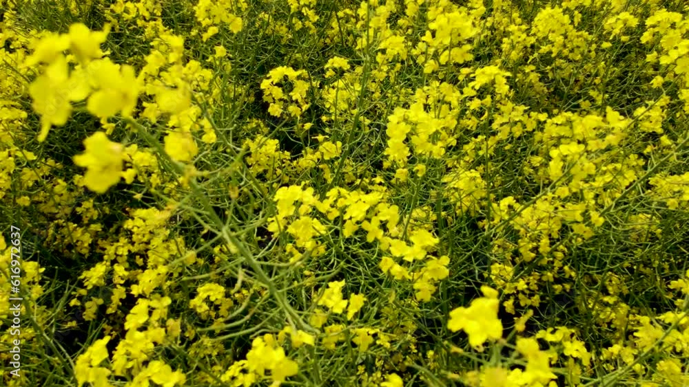 Yellow blooming canola field. Growing rapeseed crops at sunny summer day. Work in agronomic farm for business and production organic food Yellow blooming canola field. Growing rapeseed crops at sunny summer day. Work in agronomic farm for business and production organic food