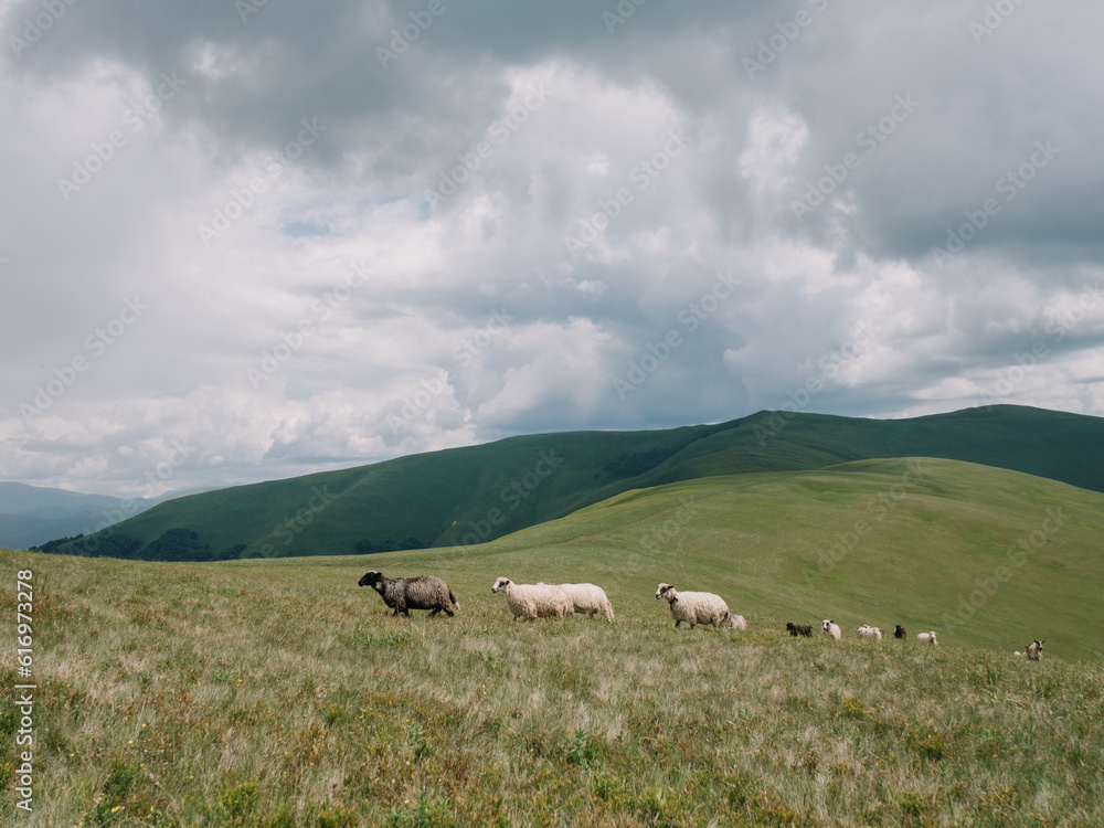 Sheep Herding in the Mountains to the Stable