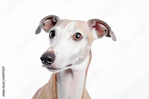 Portrait of Greyhound dog on white background