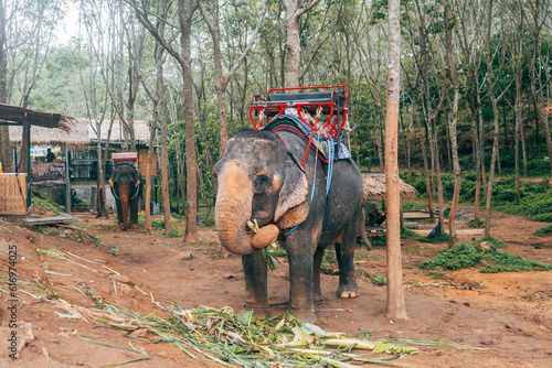 Photography portrait of unchained elephant at thailand camp