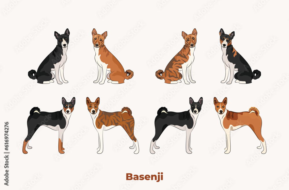 Basenji colors. Popular coat colours. Cute Red congo dogs characters in various poses, design for print, adorable and cute cartoon vector set. Dog Drawing collection set. Tri-color fur dog logo.