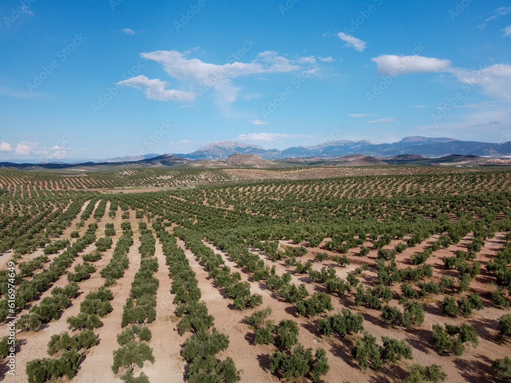Expansive Olive Tree Landscape with Vast Fields and Scenic Cloud-Filled Sky Expansive Olive Tree Landscape with Vast Fields and Scenic Cloud-Filled Sky