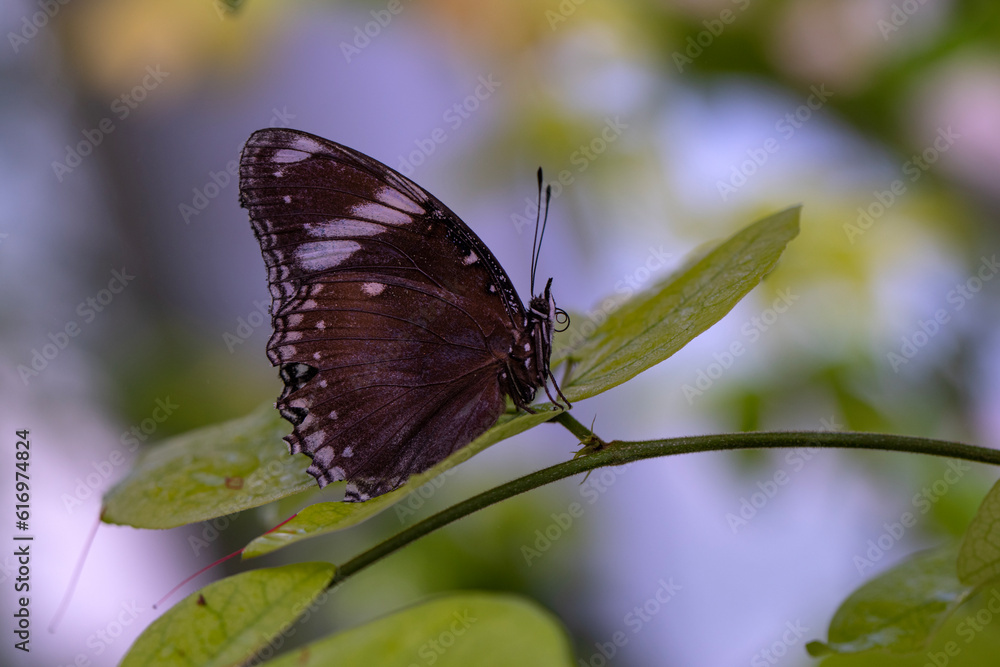 Macro shots, Beautiful nature scene. Closeup beautiful butterfly sitting on the flower in a summer garden.
Macro shots, Beautiful nature scene. Closeup beautiful butterfly sitting on the flower in a summer garden.
