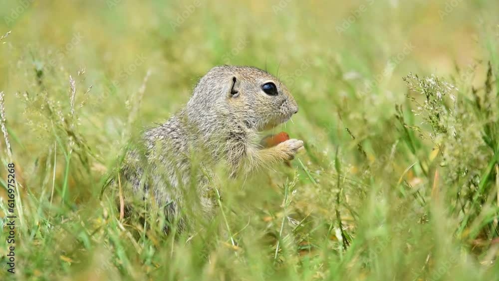 A small and cute ground squirrel, Spermophilus citellus, is enjoying a carrot for snack. A small and cute ground squirrel, Spermophilus citellus, is enjoying a carrot for snack.