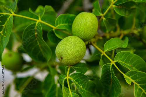 Wallpaper Mural Green walnuts growing on a tree in the garden in summer.  Torontodigital.ca