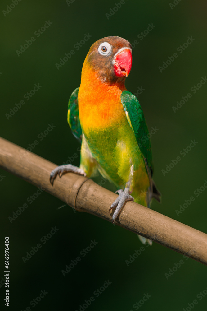 Lovebird Parrot (Agapornis personatus) animal closeup, animal portrait 