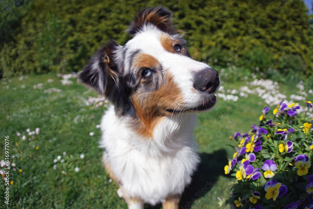 The funny portrait of an adorable blue merle Australian Shepherd dog with a sectoral heterochromia in its eyes posing outdoors on a green lawn next to Wild Pansy flowers in spring. Wide angle view