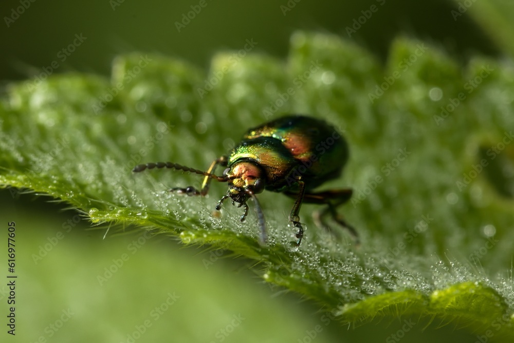 Green metallic luster beetle (Chrysomela varians) on a leaf. Macro. Green metallic luster beetle (Chrysomela varians) on a leaf. Macro.