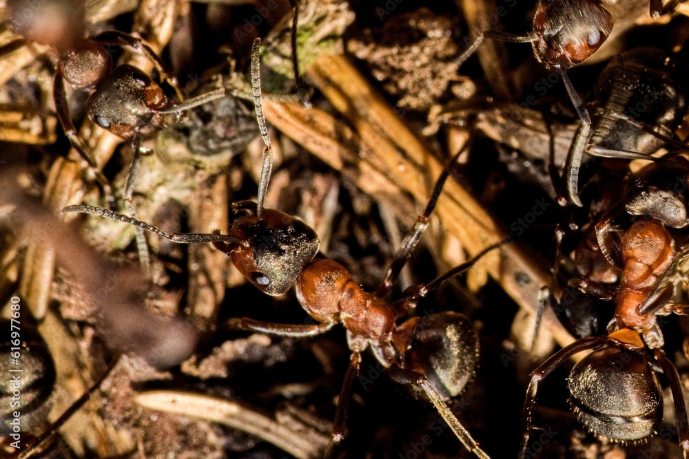 Forest ants on the surface of an anthill. Macro. Forest ants on the surface of an anthill. Macro.