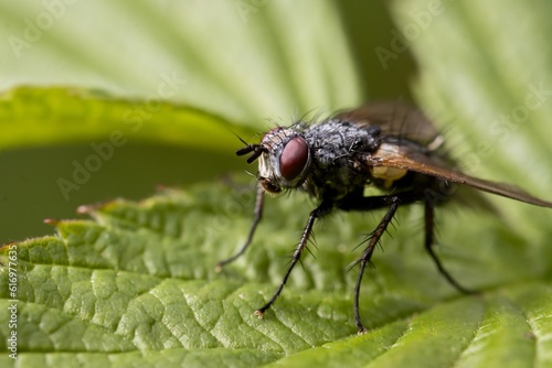 A fly sitting on a green leaf. Bokeh. Macro. Close up.