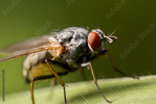 A fly sitting on a green leaf. Bokeh. Macro. Close up. © Petr