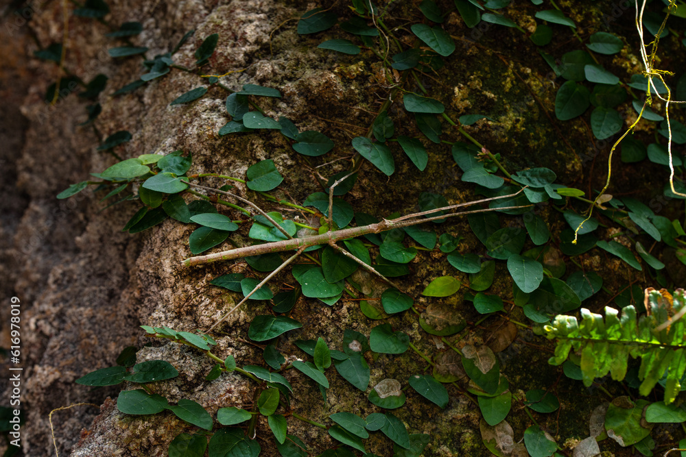 Stick insects mating: Medauroidea extradentata (Annam walking stick), a species of stick insect in the family Phasmatidae. This species can reproduce sexually, or asexually by parthenogenesis. Stick insects mating: Medauroidea extradentata (Annam walking stick), a species of stick insect in the family Phasmatidae. This species can reproduce sexually, or asexually by parthenogenesis.
