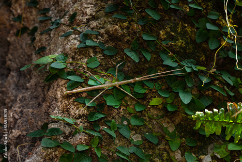 Stick insects mating: Medauroidea extradentata (Annam walking stick), a species of stick insect in the family Phasmatidae. This species can reproduce sexually, or asexually by parthenogenesis.