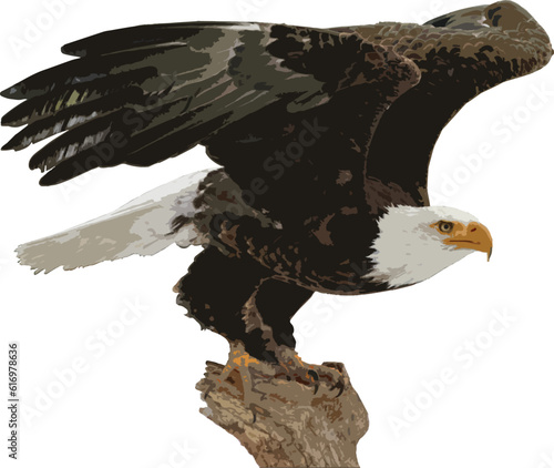 eagle wild animal feather wing