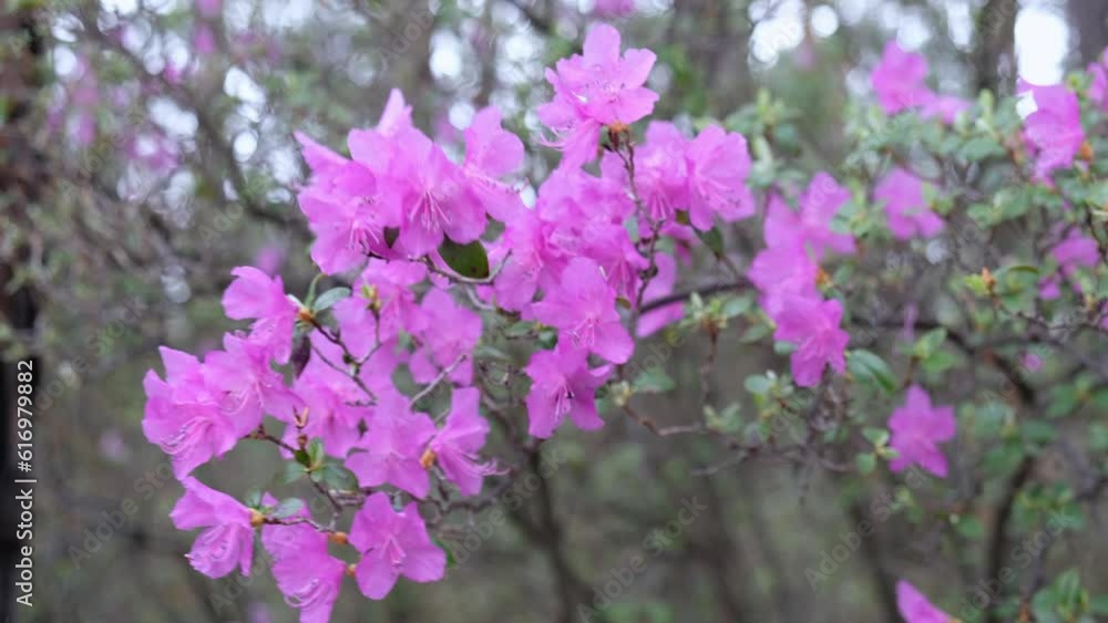 Closeup macro video of Rhododendron flowers with bokeh background of bushes in blossom. Closeup macro video of Rhododendron flowers with bokeh background of bushes in blossom.