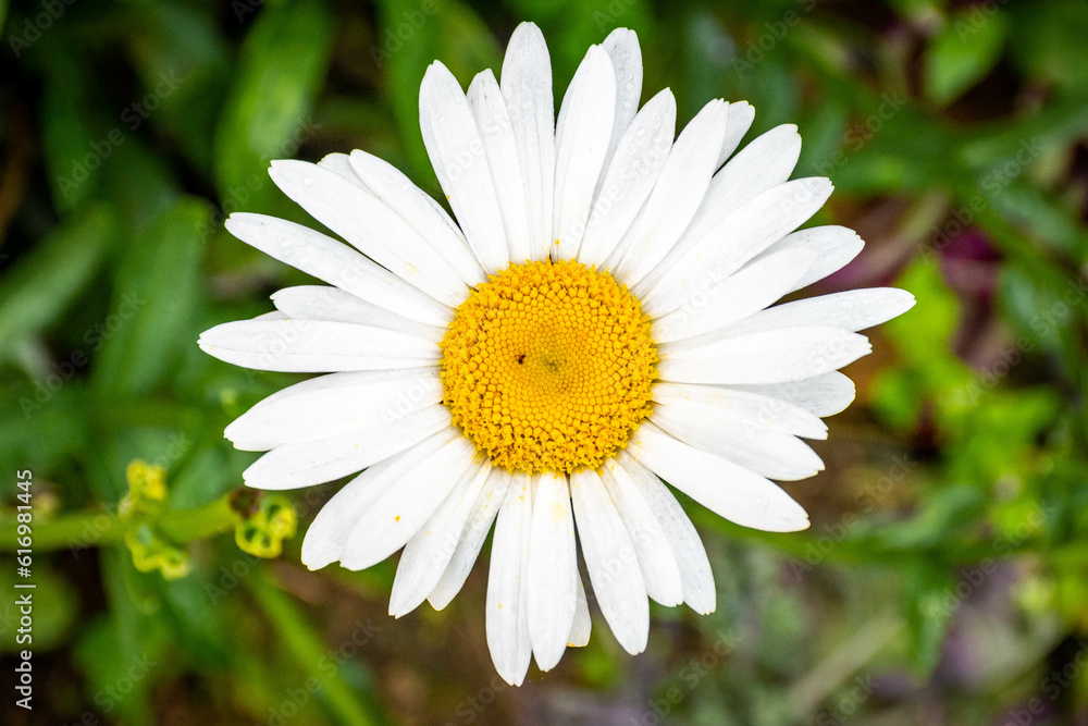 Fototapeta premium daisy in the garden