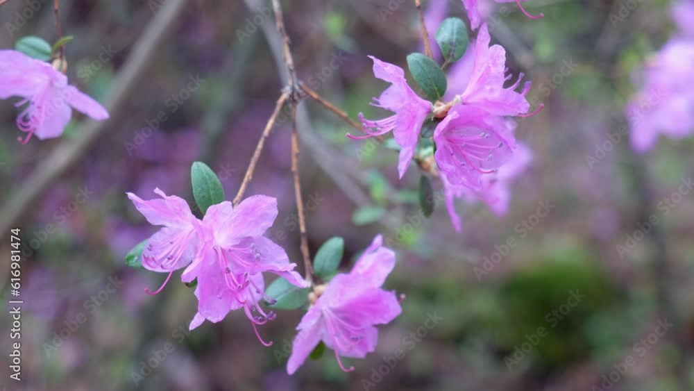 Closeup macro video of Rhododendron flowers with bokeh background of bushes in blossom. Closeup macro video of Rhododendron flowers with bokeh background of bushes in blossom.