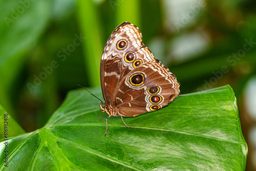 Macro shots, Beautiful nature scene. Closeup beautiful butterfly sitting on the flower in a summer garden.