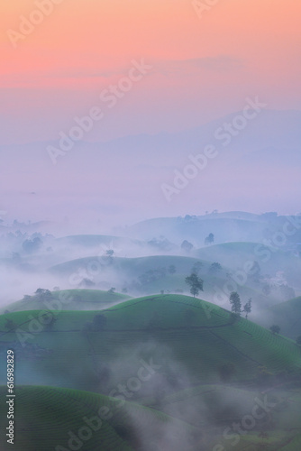 Beautiful View of long coc tea hill  in an early foggy morning,Long Coc in Phu Tho Province Vietnam photo