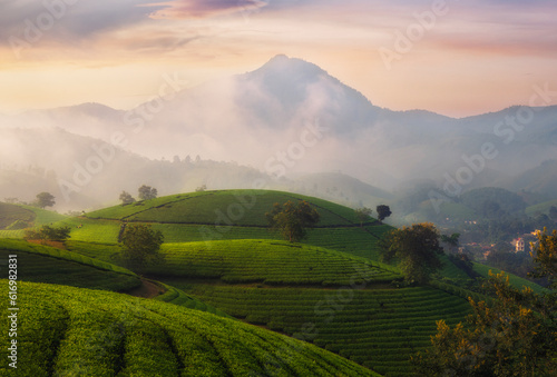 Beautiful View of long coc tea hill  in an early foggy morning,Long Coc in Phu Tho Province Vietnam photo