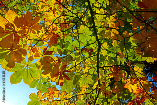 Bright autumn leaves of chestnut tree on blue sky. Green and yellow color foliage of beautiful plant in the park.