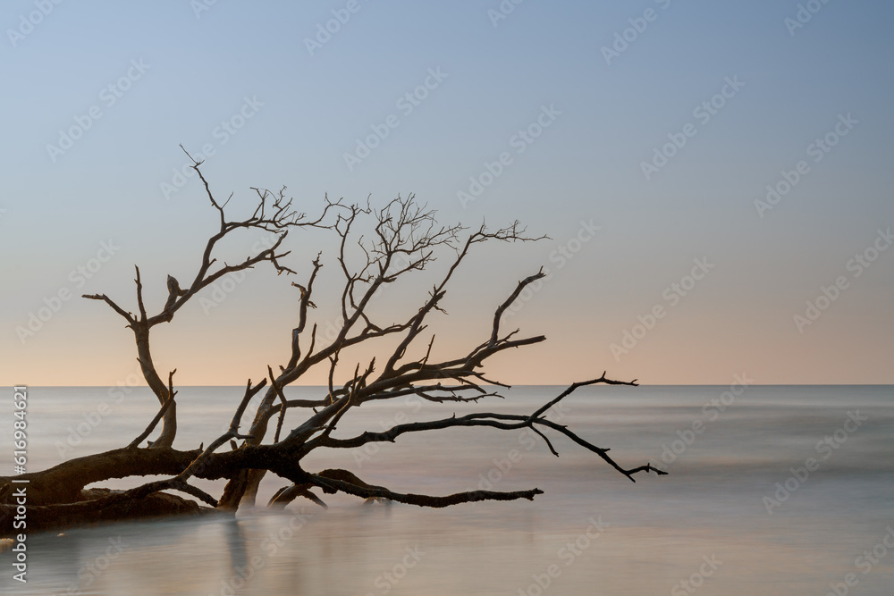 meditative seascape with dead tree and driftwood at sunrise meditative seascape with dead tree and driftwood at sunrise