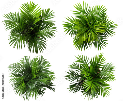 Green Areca House Plants Set. Top Plan View. Interior Decoration Mockup. Ai Generative