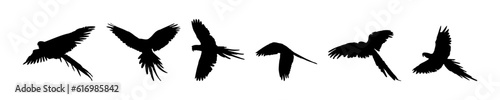 Vector illustration of black bird silhouette. Isolated white background.