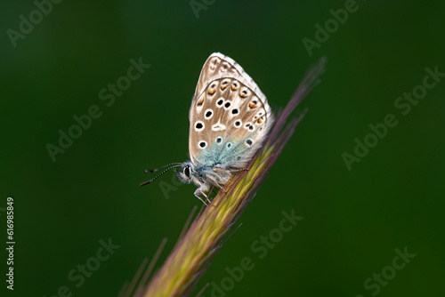 Wallpaper Mural Macro shots, Beautiful nature scene. Closeup beautiful butterfly sitting on the flower in a summer garden. Torontodigital.ca