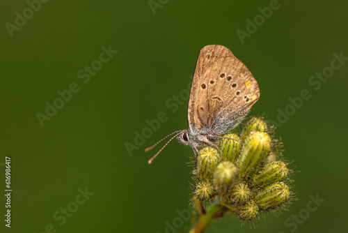 Wallpaper Mural Macro shots, Beautiful nature scene. Closeup beautiful butterfly sitting on the flower in a summer garden. Torontodigital.ca