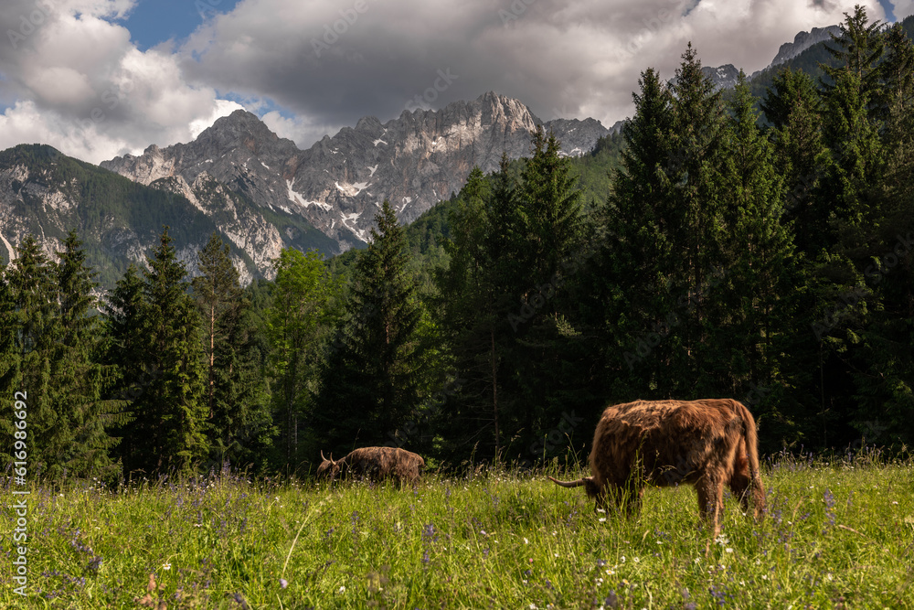 Cow grazing on alpine meadow pasture with Julian Alps in background Cow grazing on alpine meadow pasture with Julian Alps in background