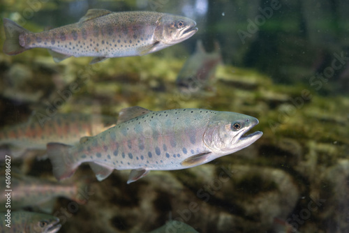 A yamame trout belonging to the Salmonidae family of the order Salmonidae that inhabits cold water areas such as upstream rivers from Hokkaido to Kyushu.