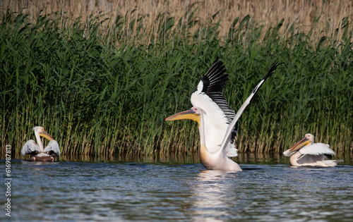 pelicans on the lake at sunset