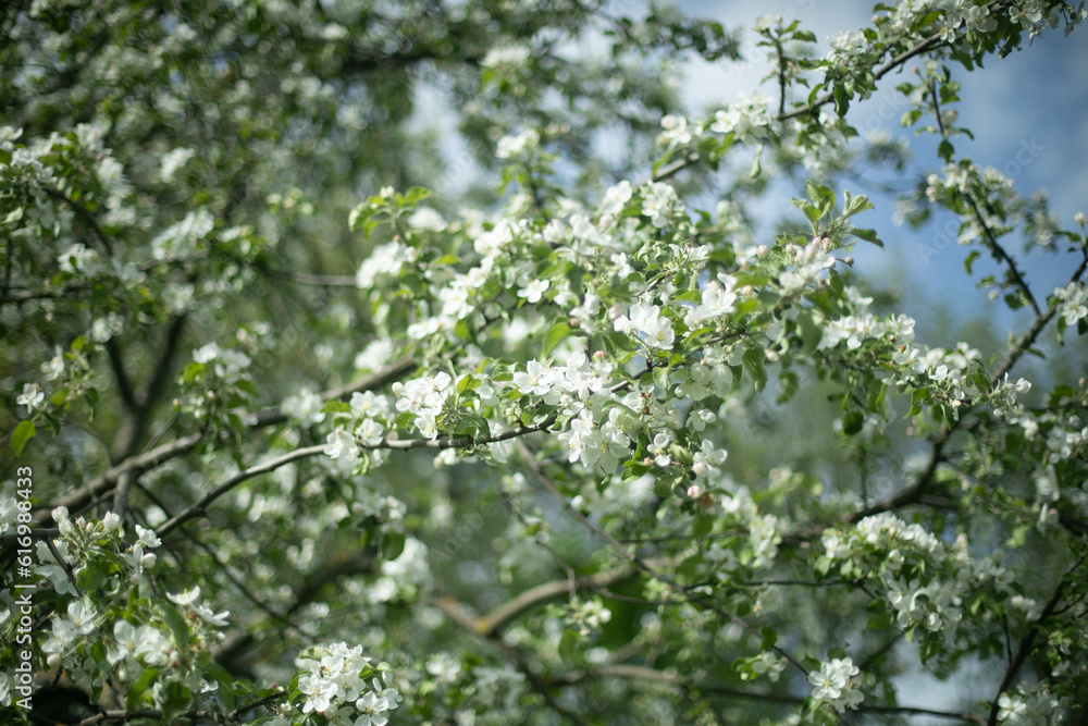 Apple tree in summer. White flowers on tree. Trees in park in spring. Apple tree in summer. White flowers on tree. Trees in park in spring.