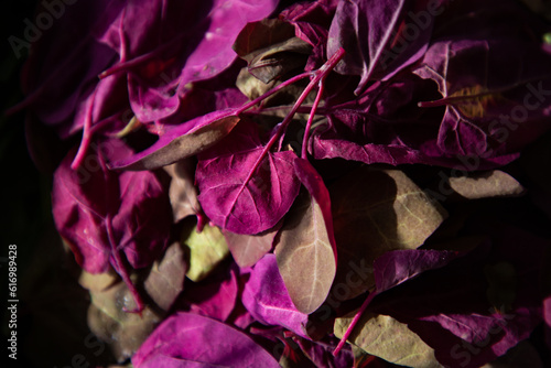 fresh red orache or loboda leaves photo