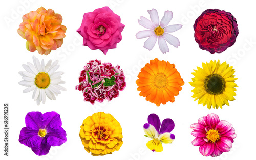 Various flowers on an isolated white background. Chamomile, carnation, marigold, rose, petunia, calendula, dahlia, sunflower, kosmeya, pansies, Astrov family. blooming flowers